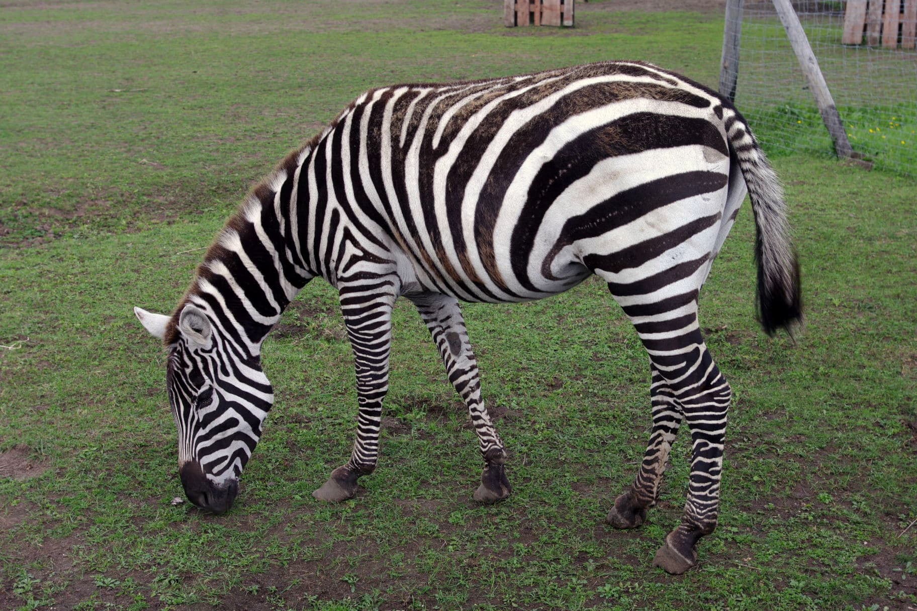 Zebra na wybiegu w Zoo Borysew