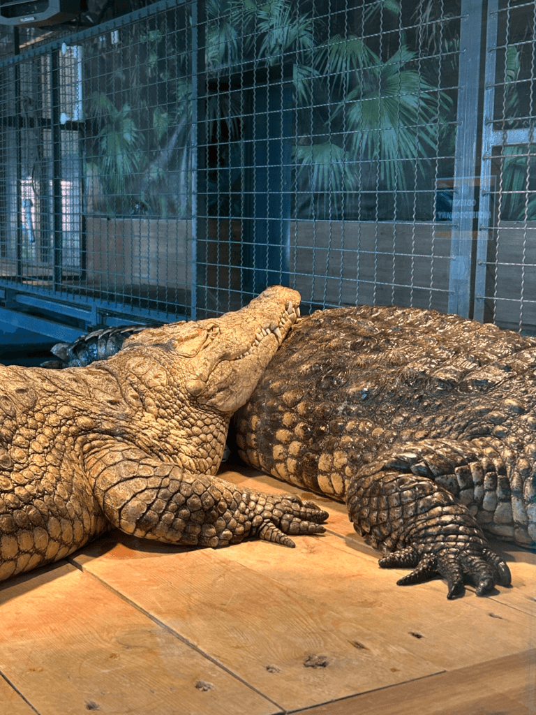 Aligatory amerykańskie w Egzotarium Zoo Borysew